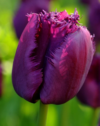 Tulipa Curly Sue