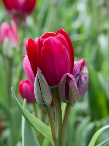Tulipa Fiery Club