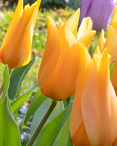 Tulipa praestans Shogun