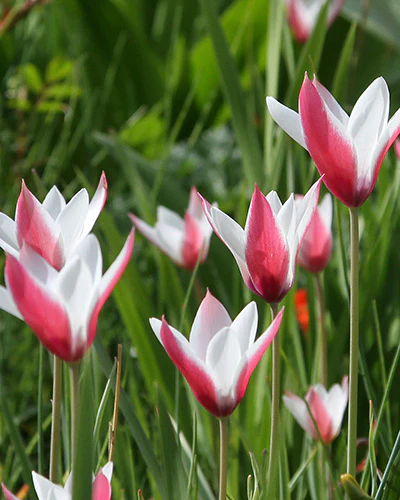 Tulipa clusiana Peppermintstick