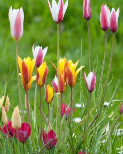 Tulipa Botanisch Mix
