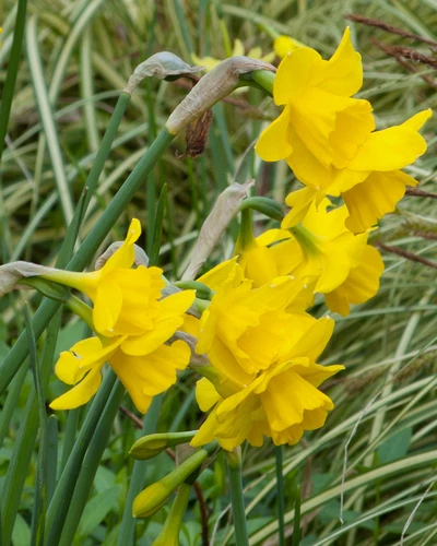 Narcissus Quail