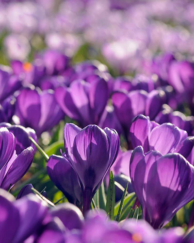 Crocus Flower Record