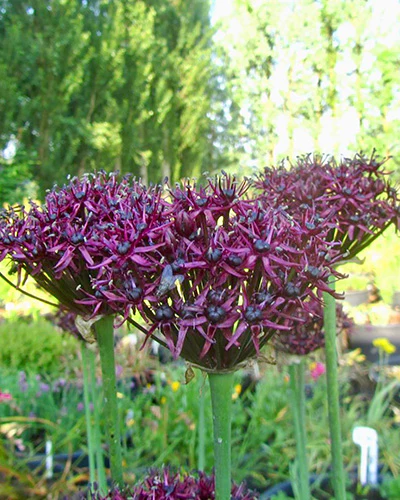 Allium atropurpureum