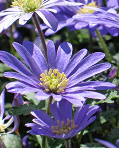Anemone blanda Blue Shades