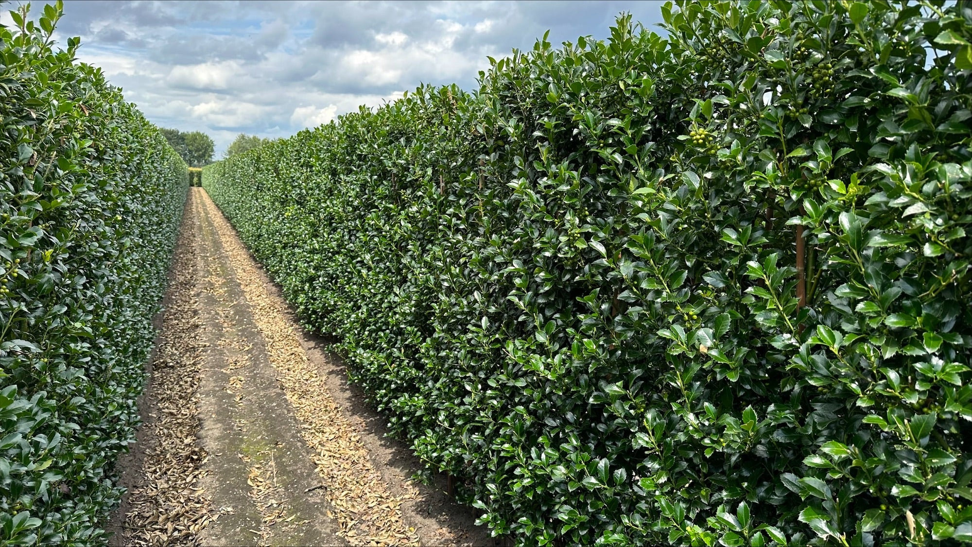 Ilex meserveae “Heckenfee” B 100 x D 40 cm x H 200 cm
