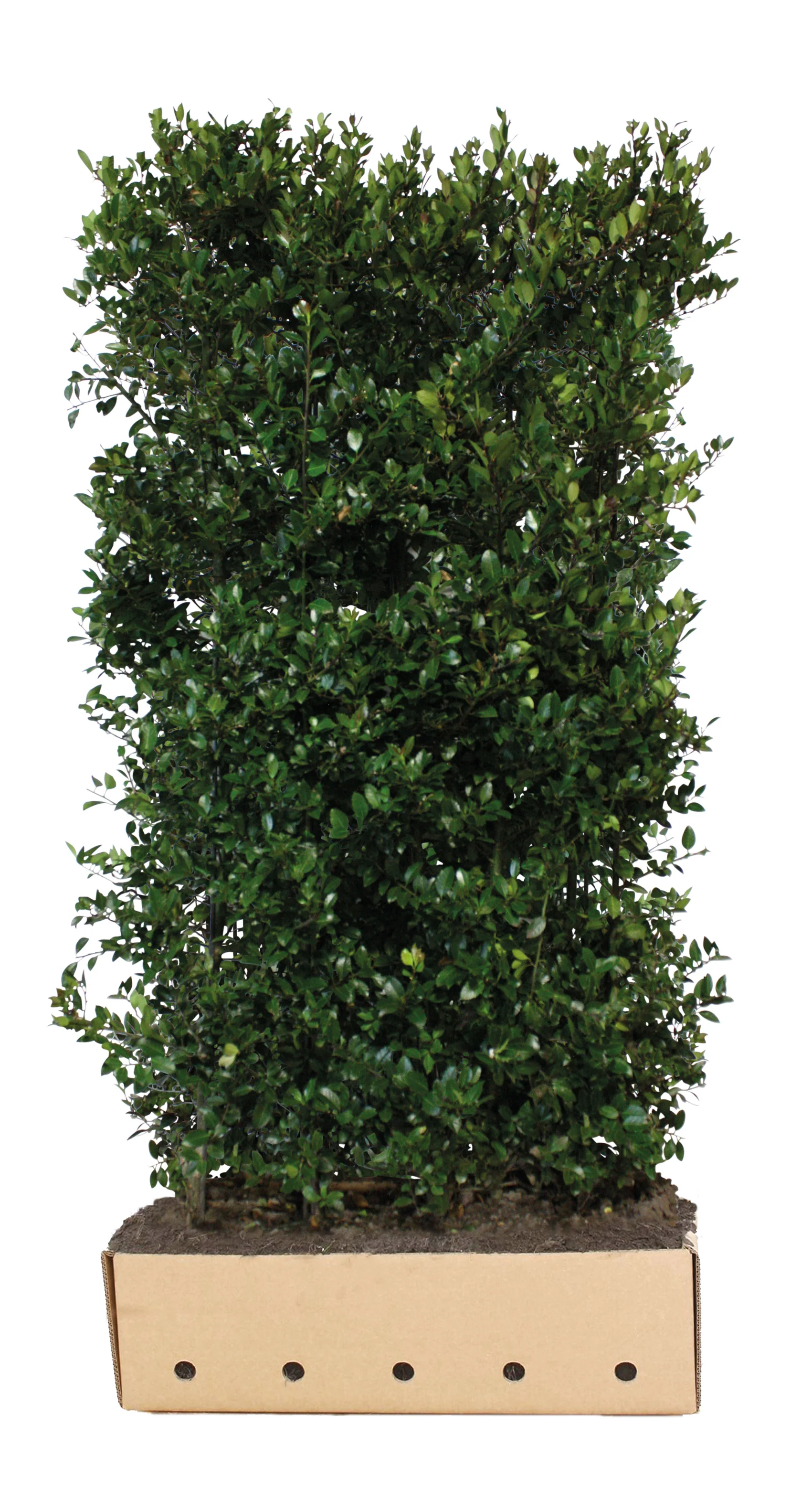 Ilex meserveae Heckenblau B 100 x D 40 cm x H 190-200 cm