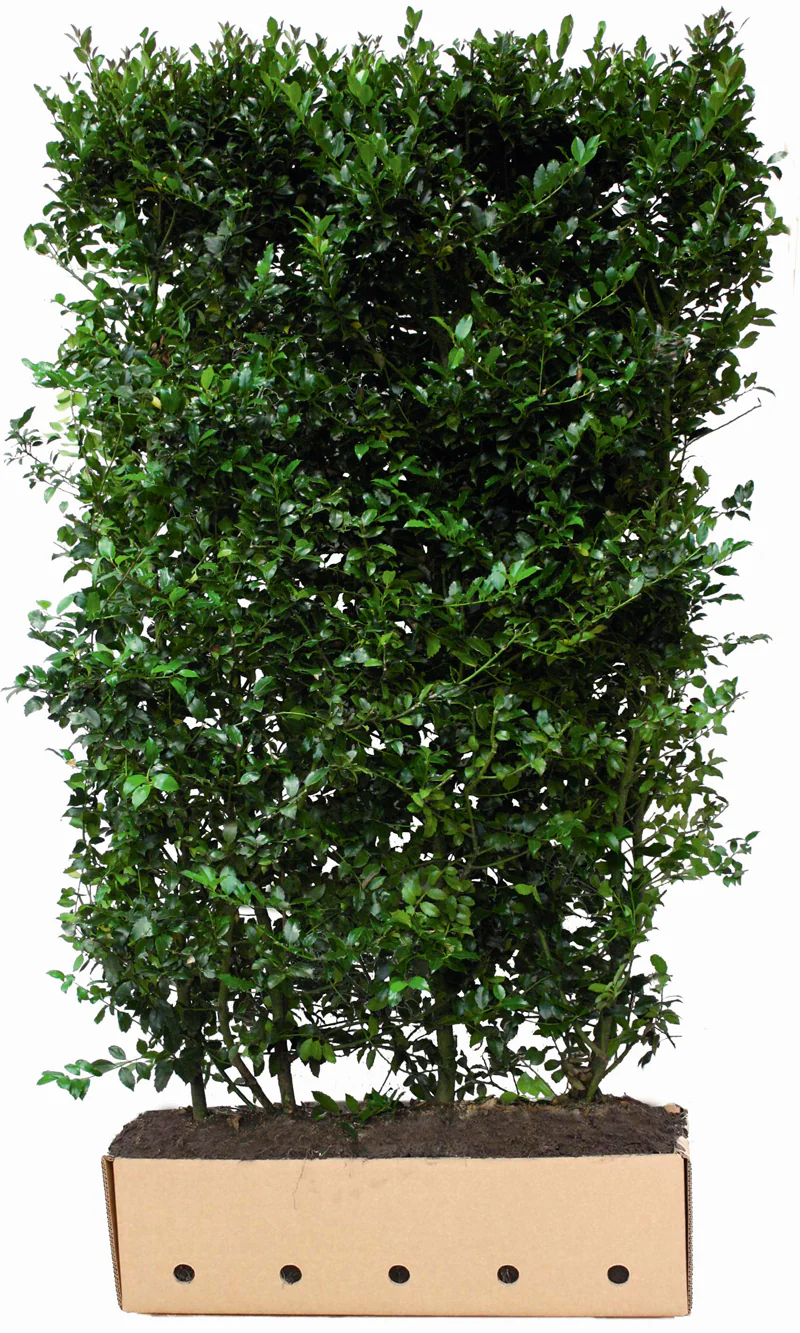 Ilex meserveae Blue Maid B 100 x D 40 cm x H 200 cm