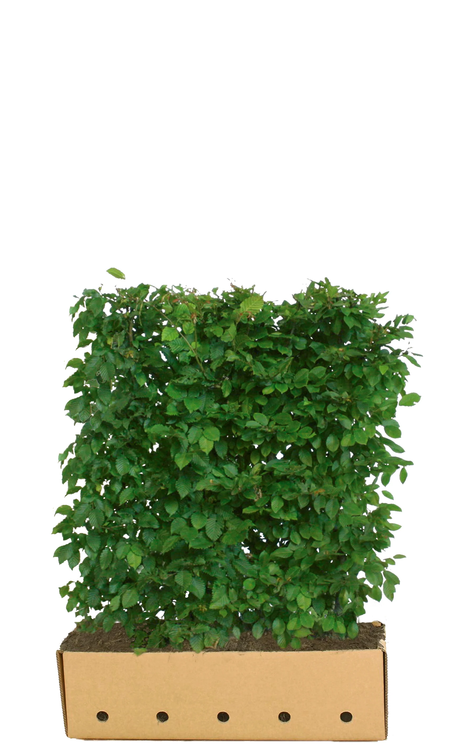 Carpinus betulus B 100 x D 40 cm x H 120 cm