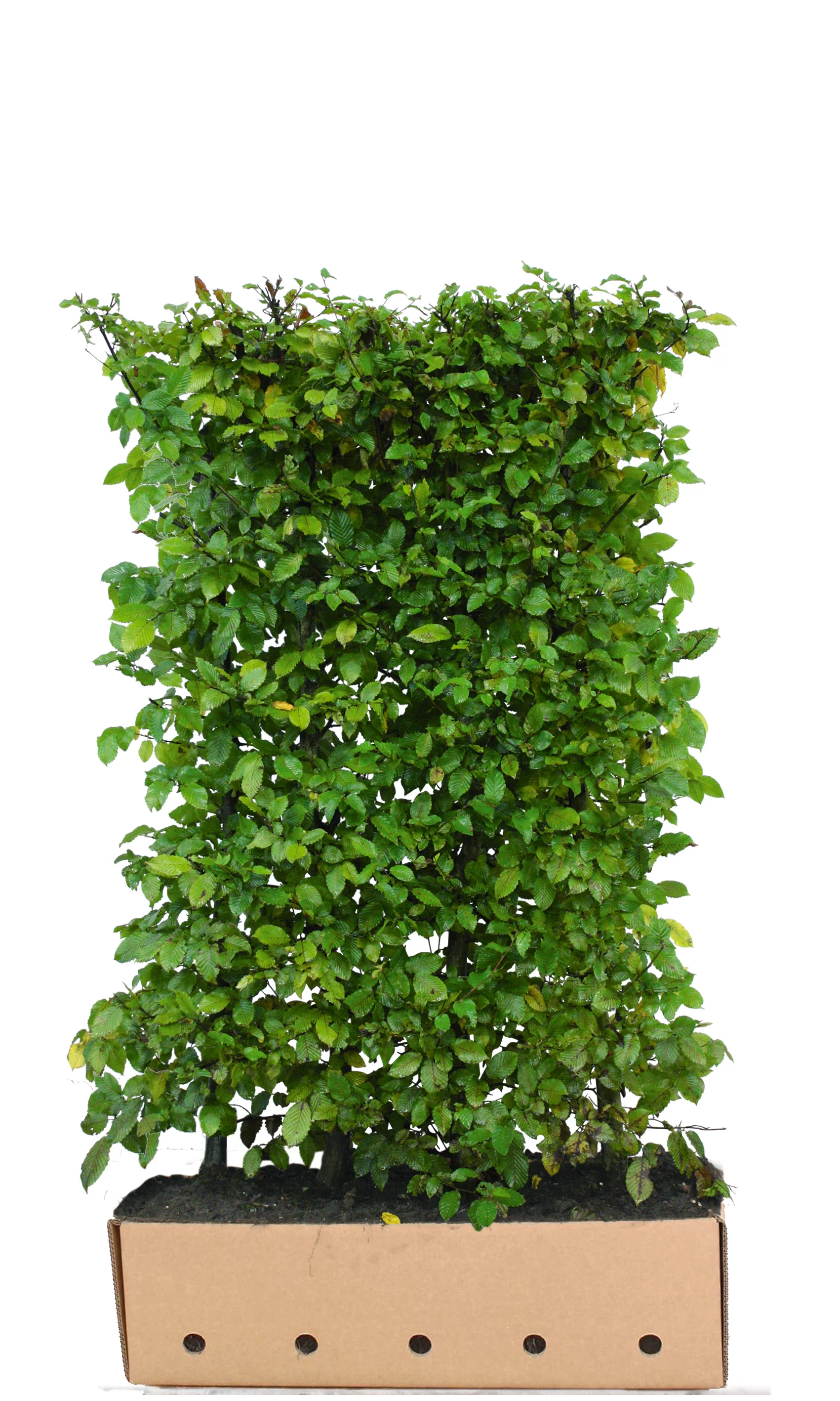 Carpinus betulus B 100 x D 40 cm x H 150 cm