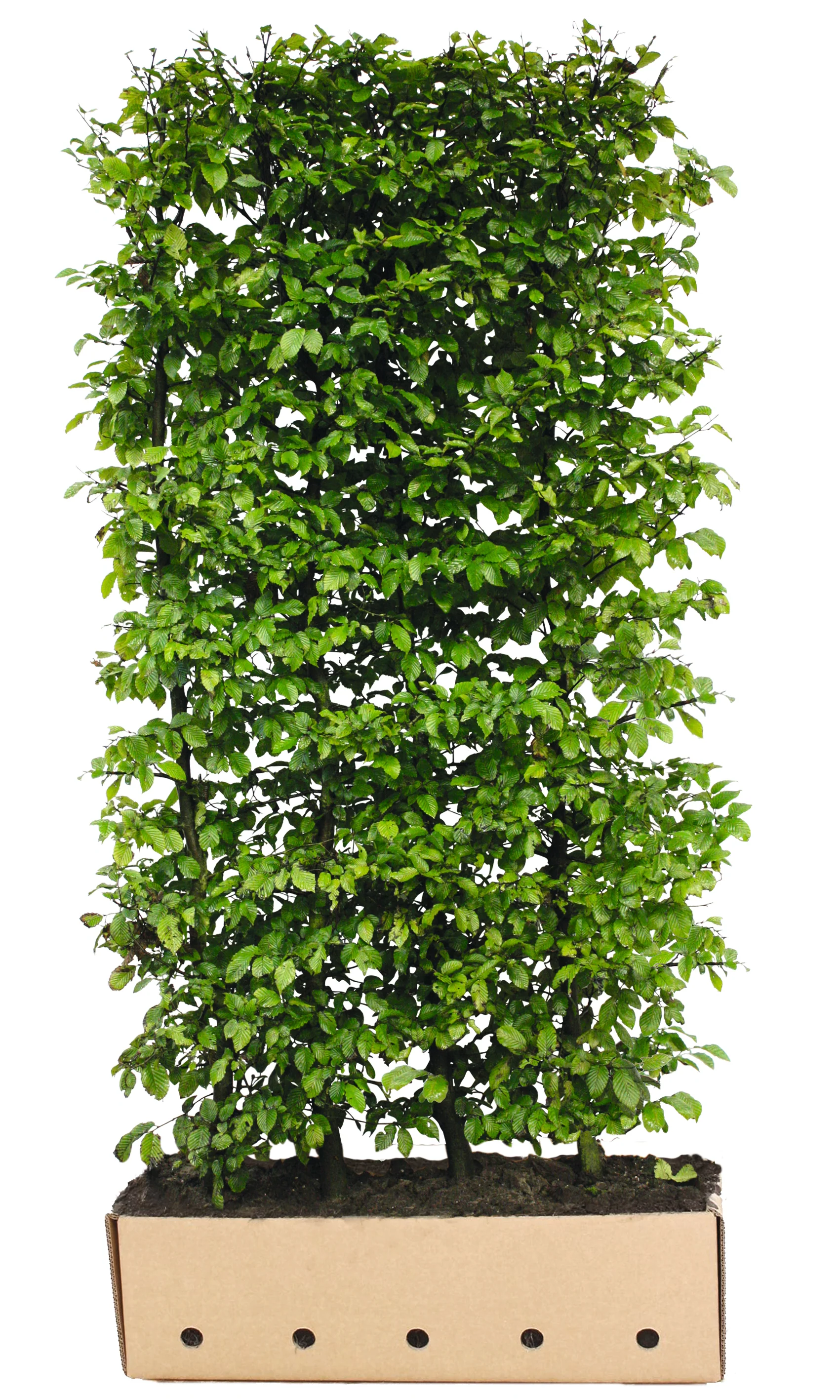Carpinus betulus B 100 x D 40 cm x H 200 cm