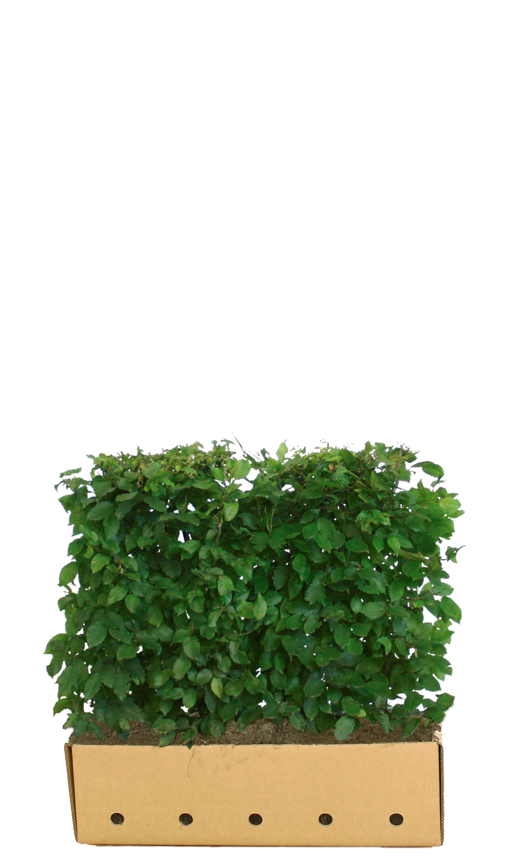 Carpinus betulus B 100 x D 40 cm x H 80 cm