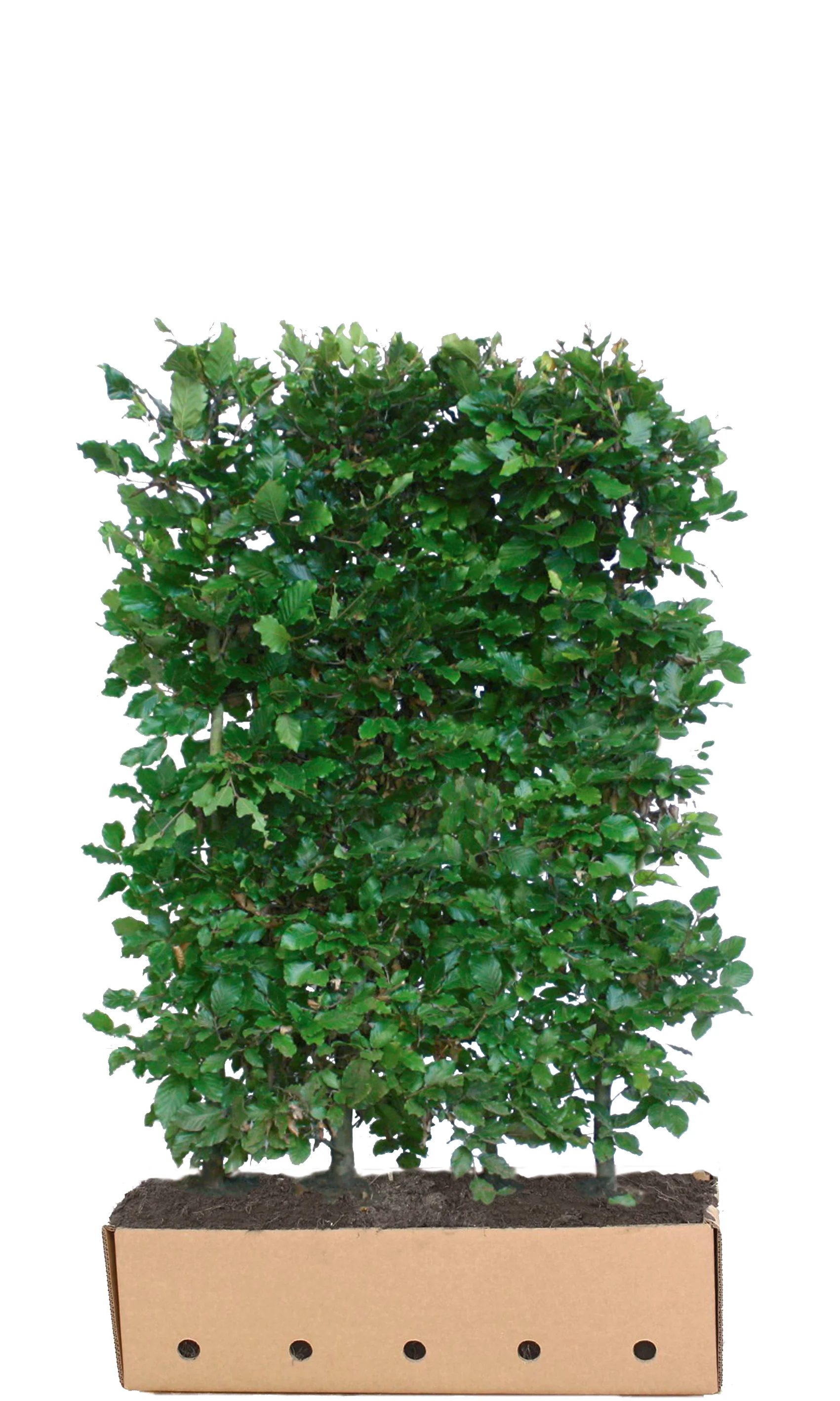 Fagus sylvatica B 100 x D 40 cm x H 150 cm