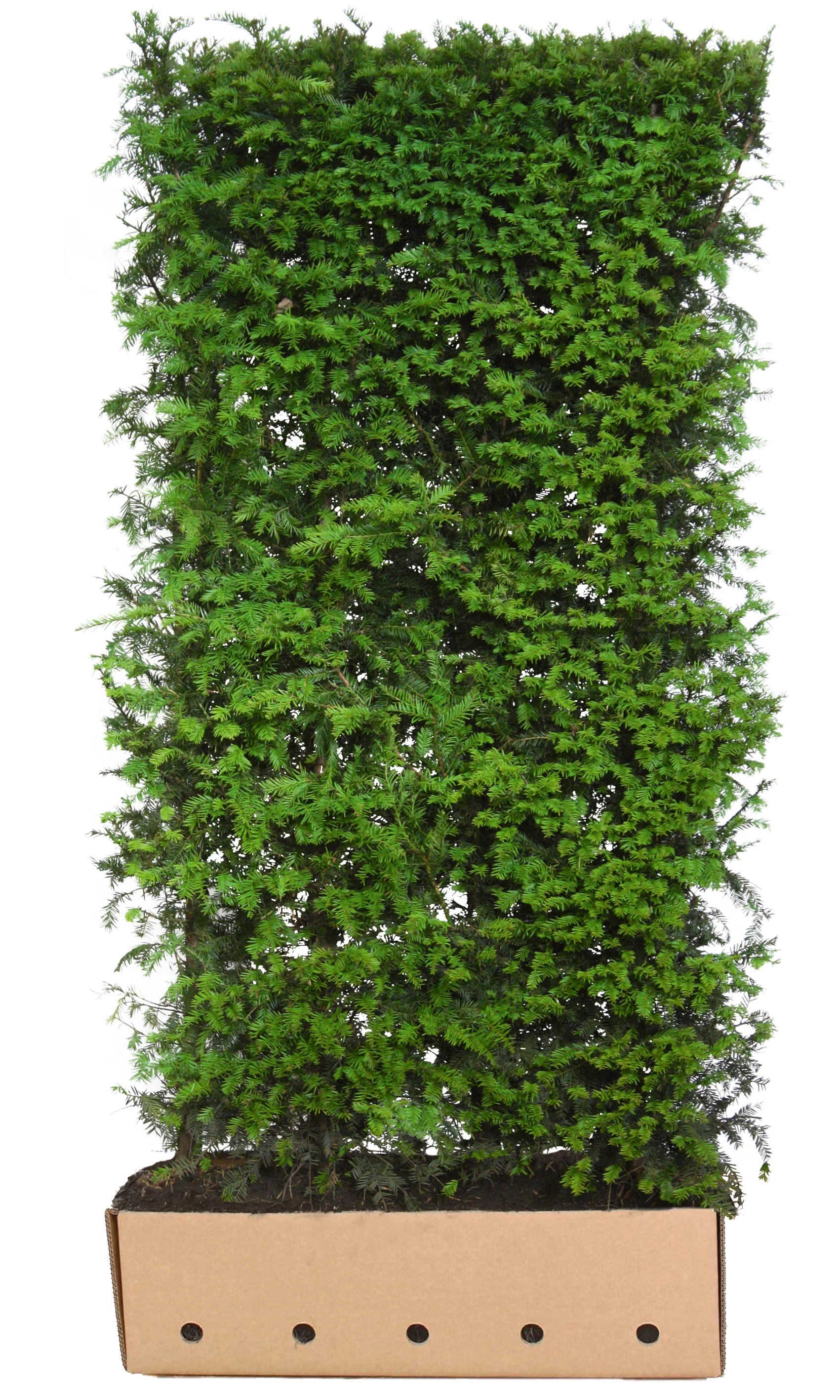 Taxus baccata B 100 x D 40 cm x H 190 cm