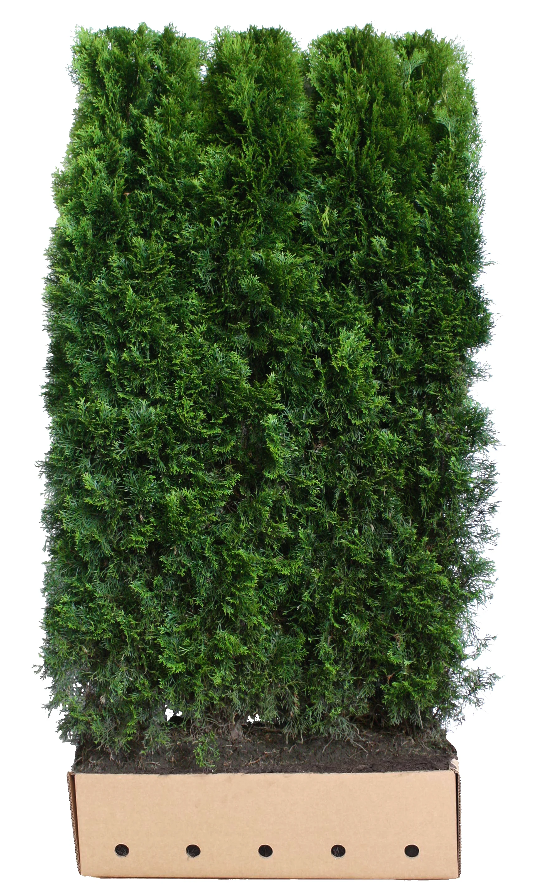 Thuja occidentalis Smaragd B 100 x D 40 cm x H 200 cm