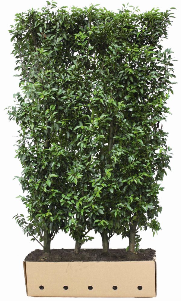 Prunus lusitanica Angustifolia B 100 x D 40 cm x H 120 cm