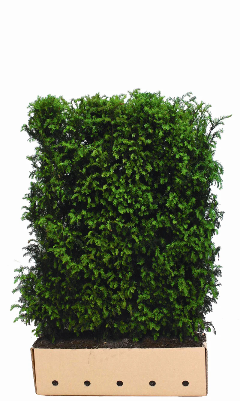 Taxus baccata B 100 x D 40 cm x H 150 cm