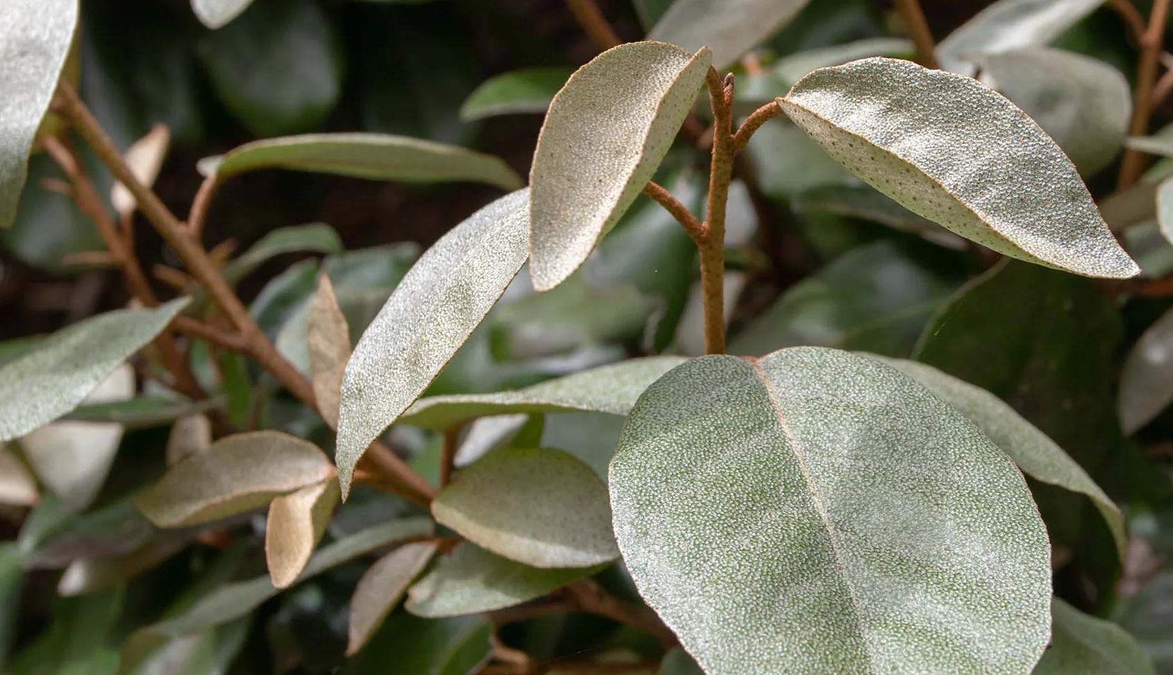 Mobilane Elaeagnus Ebbingei 120 x 180 cm
