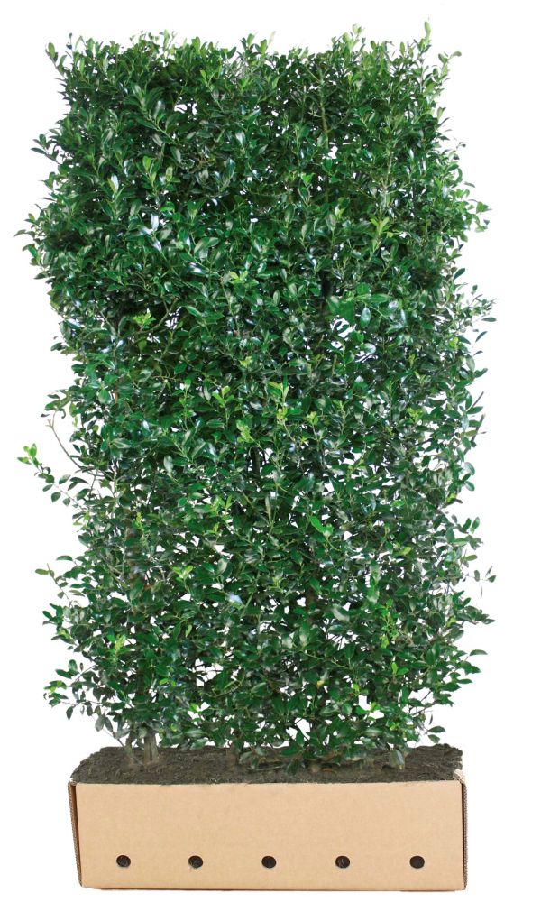 Ilex meserveae Heckenpracht B 100 x D 40 cm x H 180 cm