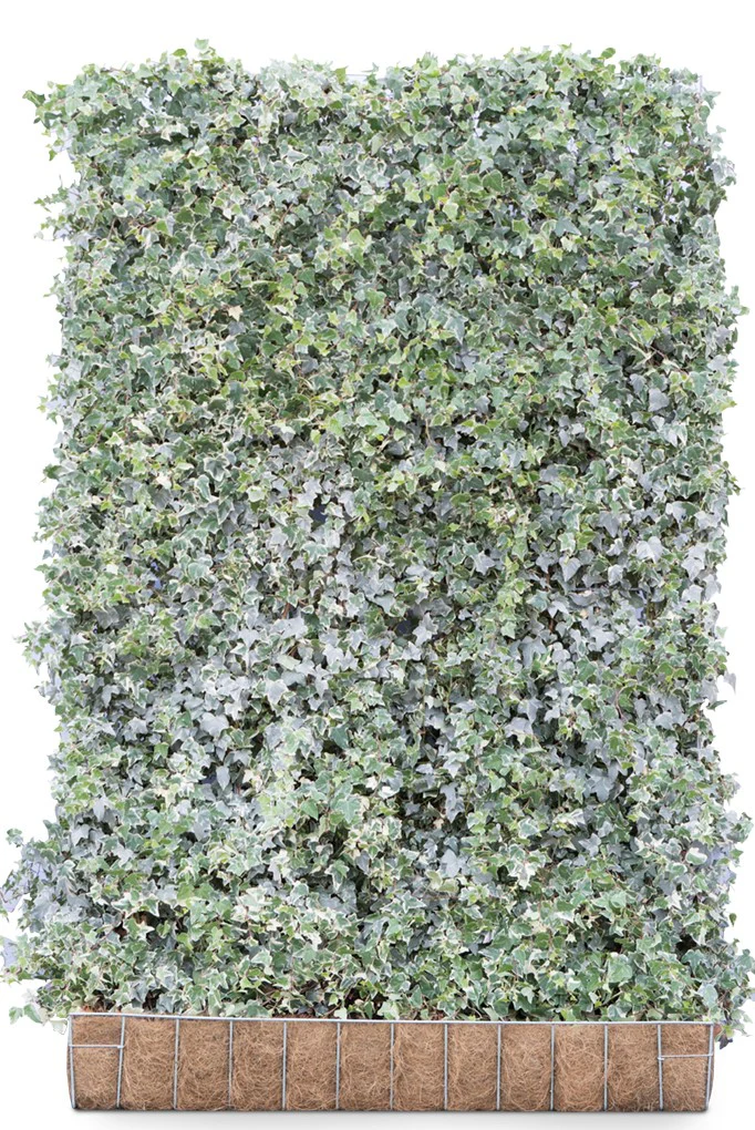 Hedera helix ‘Glacier’ 120 x 180 Mobilane Kant & Klaar Haag