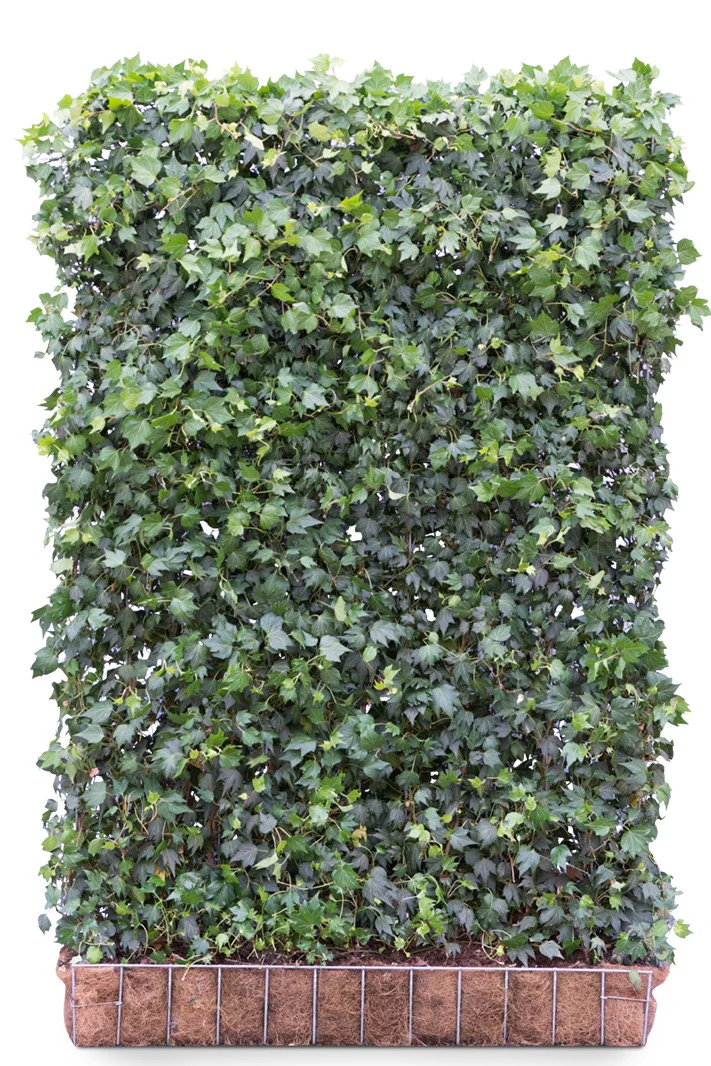 Hedera helix “Green Ripple’ 120 x 180 Mobilane Kant & Klaar Haag