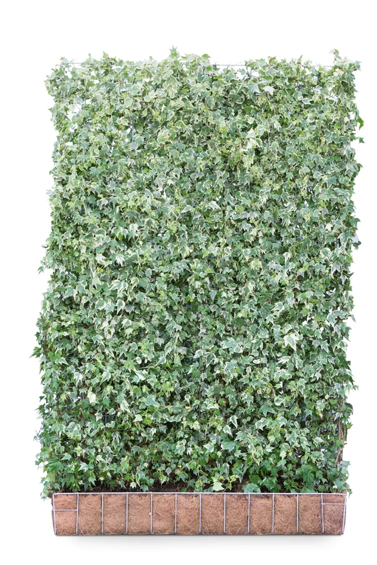Hedera helix ‘White Ripple’ 120 x 180 Mobilane Kant & Klaar Haag