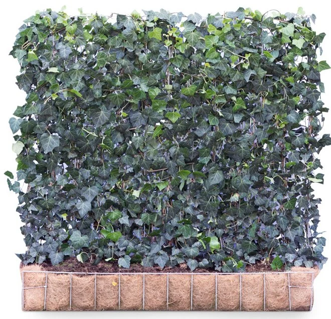 Hedera helix ‘Woerner’ 120 x 100 Mobilane Kant & Klaar Haag