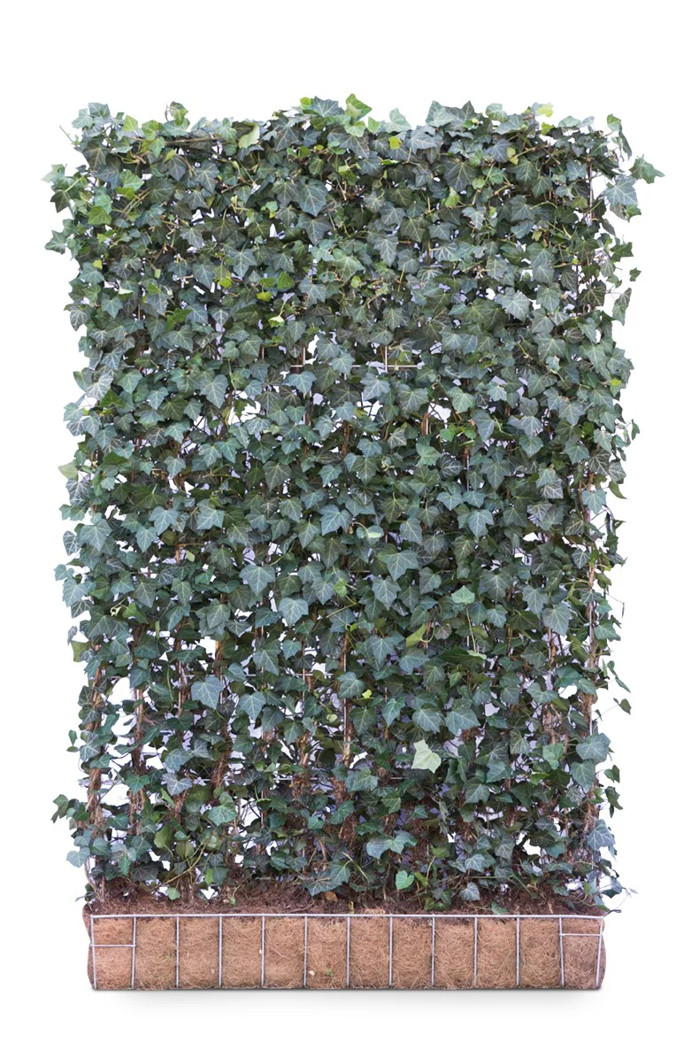 Hedera helix ‘Woerner’ 120 x 200 Mobilane Kant & Klaar Haag