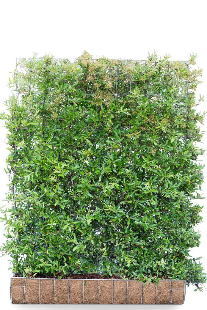 Pyracantha ‘Dart’s Red’ 120 x 155 Mobilane Kant & Klaar Haag