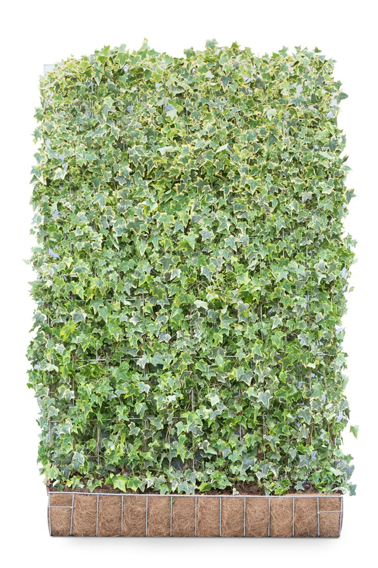 Hedera helix ‘Goldchild’ 120 x 180 Mobilane Kant & Klaar Haag