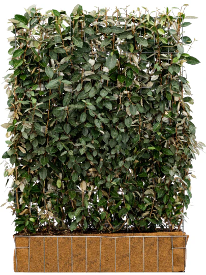 Mobilane Elaeagnus Ebbingei 120 x 155 cm